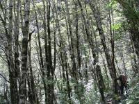 Albums/20060200-New Zealand 2006/20060204-Arthurs_Pass/12